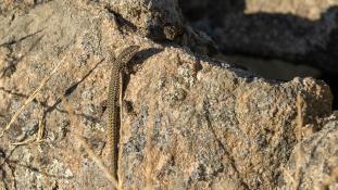 ND-Podarcis virescens - Lézard des murailles de Geniez  - Geniez's Wall Lizard (ang) - Lagartija verdosa (sp)