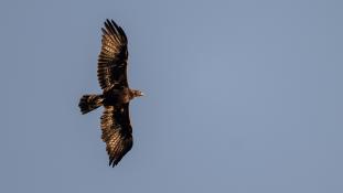 Aquila chrysaetos - Aigle royal - Golden eagle (ang) - Águila real (sp)