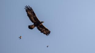Aquila chrysaetos - Aigle royal - Golden eagle (ang) - Águila real (sp)
