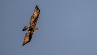 Aquila chrysaetos - Aigle royal - Golden eagle (ang) - Águila real (sp)