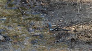 Fringilla coelebs - Pinson des arbres - Common Chaffinch (ang) - Pinzón vulgar (sp)