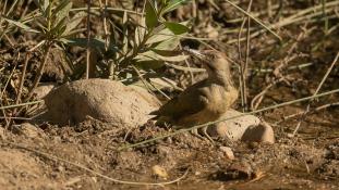 Picus sharpei - Pic de Sharpe - Iberian Green Woodpecker (ang) - Pito real (sp)