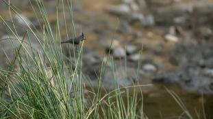 Lophophanes cristatus - Mésange huppée - Crested Tit (ang) - Herrerillo capuchino (sp)