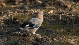 Garrulus glandarius - Geai des chênes - Eurasian Jay (ang) - Arrendajo euroasiático (sp)