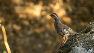 Alectoris rufa - Perdrix rouge - Red-legged Partridge (ang) - Perdiz Roja (sp)