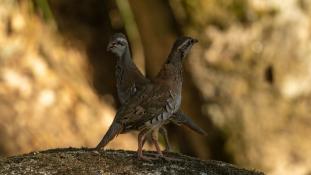 Alectoris rufa - Perdrix rouge - Red-legged Partridge (ang) - Perdiz Roja (sp)