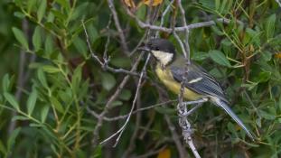 Parus major - Mésange charbonnière - Great Tit (ang) - Carbonero común (sp)