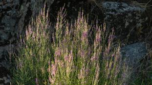 ND-Lythrum salicaria - Salicaire - Purple loosestrife (ang) - Salgueiriño (sp)