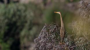 Ardea purpurea - Héron pourpré - Purple Heron (ang) - Garza Imperial (sp)