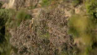 Ardea purpurea - Héron pourpré - Purple Heron (ang) - Garza Imperial (sp)