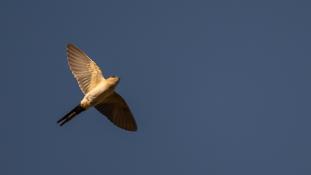 Cecropis rufula - Hirondelle rousseline - Red-rumped Swallow (ang) - Golondrina Daurica (sp)
