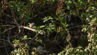 Curruca iberiae - Fauvette passerinette - Subalpine Warbler (ang) - Curruca carrasqueña occidental (sp)