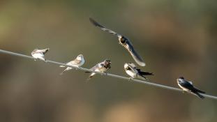 Hirundo rustica - Hirondelle rustique - Hirondelle des cheminées - Hirondelle des granges - Barn Swallow (ang) - Golondrina común (sp)
