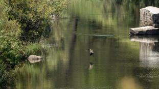 Ardea purpurea - Héron pourpré - Purple Heron (ang) - Garza Imperial (sp)
