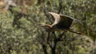 Ardea purpurea - Héron pourpré - Purple Heron (ang) - Garza Imperial (sp)