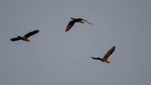 Phalacrocorax carbo - Grand Cormoran - Great Cormorant (ang) - Cormorán Grande (sp)