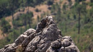 Monticola solitarius - Monticole bleu - Merle bleu - Blue Rock Thrush (ang) - Roquero Solitario (sp)