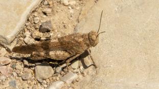 ND-Oedipoda coerulea - Œdipode Ibérique - Iberian Band-winged Grasshopper (ang) - ? (sp)
