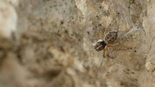 Menemerus semilimbatus - Saltique à Demi-Bordure - Half-edged Wall Jumping Spider (ang) - Araña atrapamoscas del Mediterráneo (sp)