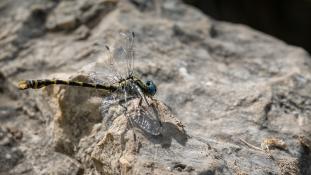 Onychogomphus uncatus - Onychogomphe à Crochets - Large Pincertail (ang) - Libélula cerní­calo (sp)