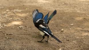 Pica pica - Pie bavarde - Agasse - Eurasian Magpie (ang) - Urraca común (sp)
