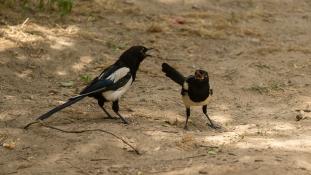 Pica pica - Pie bavarde - Agasse - Eurasian Magpie (ang) - Urraca común (sp)
