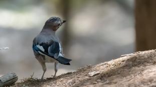 Garrulus glandarius - Geai des chênes - Eurasian Jay (ang) - Arrendajo euroasiático (sp)