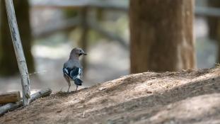 Garrulus glandarius - Geai des chênes - Eurasian Jay (ang) - Arrendajo euroasiático (sp)