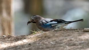Garrulus glandarius - Geai des chênes - Eurasian Jay (ang) - Arrendajo euroasiático (sp)