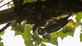 Dendrocopos major - Pic épeiche - Great Spotted Woodpecker (ang) - Pico picapinos (sp)