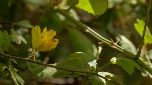 ND-Crataegus azarolus - Épine d'Espagne - Azarole Hawthorn (ang) - Atzeroler (sp)