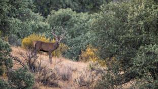 Cervus elaphus - Cerf élaphe - Red deer (ang) - Ciervo común (sp)