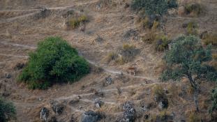 Dama dama - Daim Européen - European fallow deer (ang) - Gamo commun (sp)