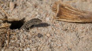 ND-Podarcis virescens - Lézard des murailles de Geniez  - Geniez's Wall Lizard (ang) - Lagartija verdosa (sp)