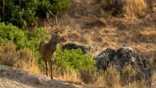Cervus elaphus - Cerf élaphe - Red deer (ang) - Ciervo común (sp)