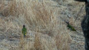 Picus sharpei - Pic de Sharpe - Iberian Green Woodpecker (ang) - Pito real (sp)