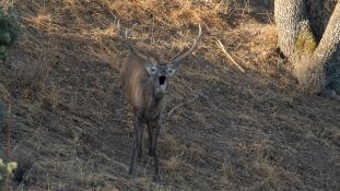 Cervus elaphus - Cerf élaphe - Red deer (ang) - Ciervo común (sp)