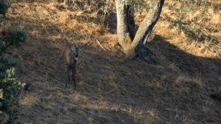 Cervus elaphus - Cerf élaphe - Red deer (ang) - Ciervo común (sp)