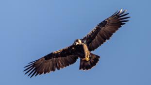 Aquila adalberti - Aigle ibérique - Aguila Imperial Ibérica (sp) - Spanish Imperial Eagle (ang)