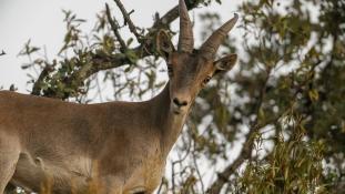 Capra pyrenaica - Bouquetin d'Espagne - Bouquetin ibérique - Iberian ibex (ang) - Cabra montés (sp)
