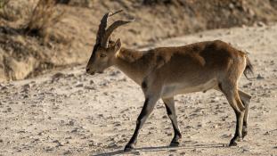 Capra pyrenaica - Bouquetin d'Espagne - Bouquetin ibérique - Iberian ibex (ang) - Cabra montés (sp)
