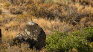 Alectoris rufa - Perdrix rouge - Red-legged Partridge (ang) - Perdiz Roja (sp)