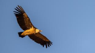 Gyps fulvus - Vautour fauve - Griffon Vulture (ang) - Buitre leonado (sp)