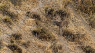 Cervus elaphus - Cerf élaphe - Red deer (ang) - Ciervo común (sp)