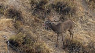 Cervus elaphus - Cerf élaphe - Red deer (ang) - Ciervo común (sp)