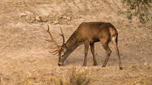 Cervus elaphus - Cerf élaphe - Red deer (ang) - Ciervo común (sp)