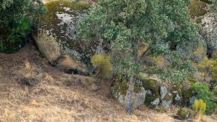 Sus scrofa - Sanglier - Wild boar (ang) - Jabalí (sp)