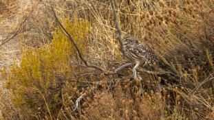 Athene noctua - Chouette chevêche - Chevêche d'Athéna - Little Owl (ang) - Mochuelo Europeo (sp)