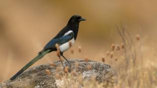 Pica pica - Pie bavarde - Agasse - Eurasian Magpie (ang) - Urraca común (sp)