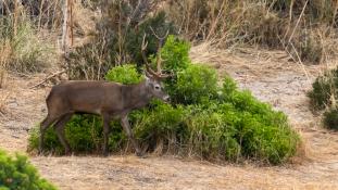 Cervus elaphus - Cerf élaphe - Red deer (ang) - Ciervo común (sp)